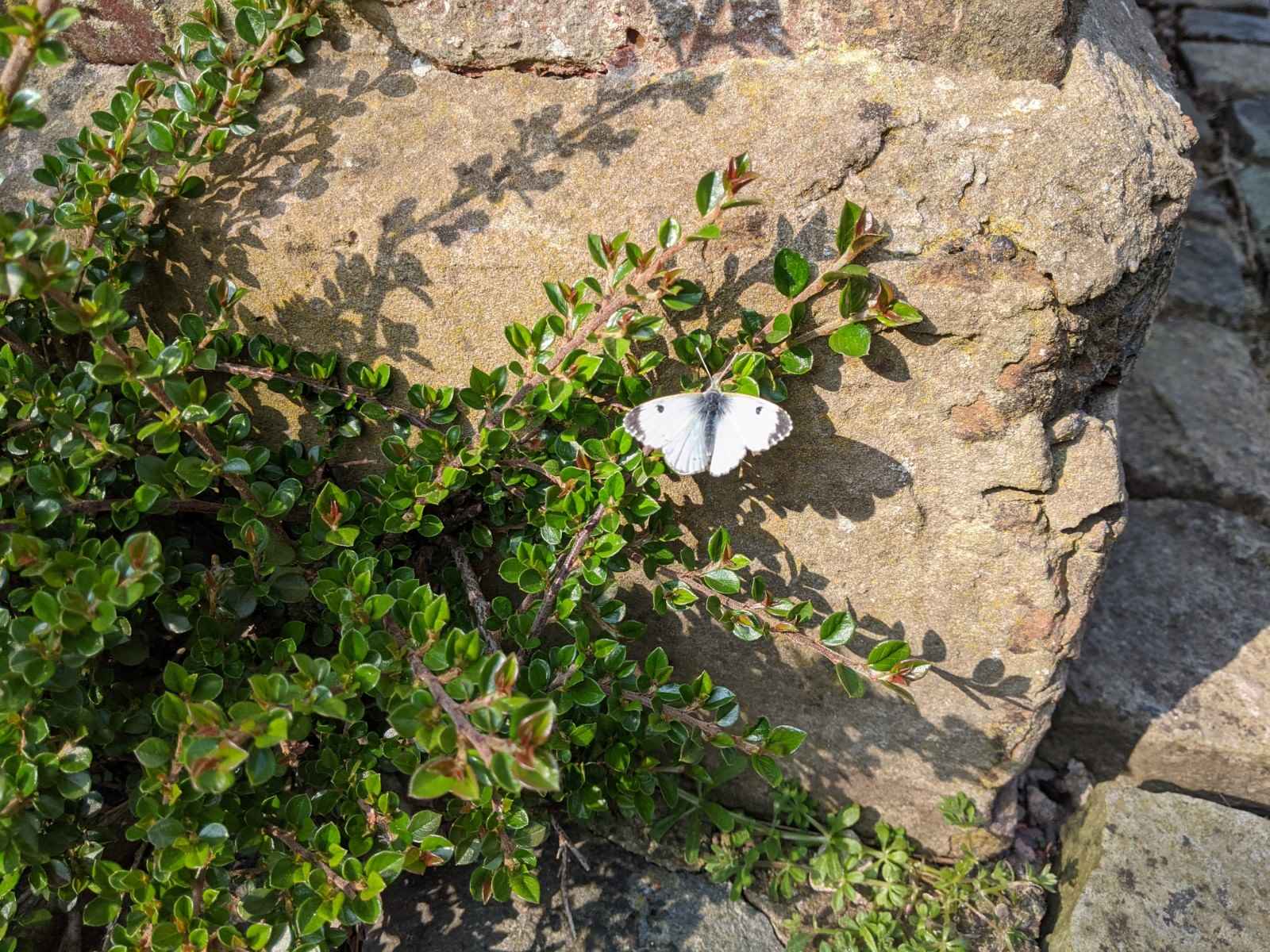 Small White butterfly near the Green Farm, April 21st 2021
